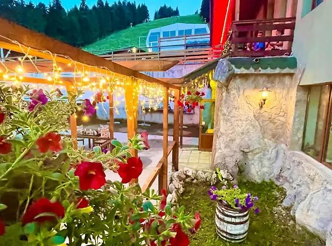 Forest Star On The Slope Borovets