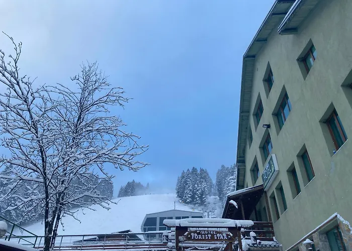 Forest Star On The Slope Borovets